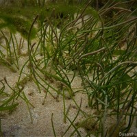 Syringodium isoetifolium (Asch.) Dandy